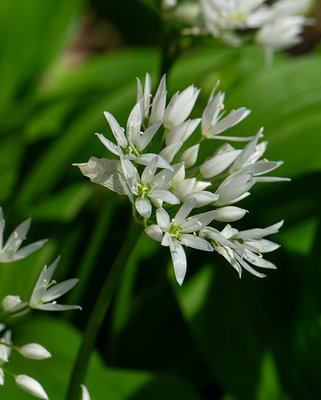 Allium Ursinum Bulbs