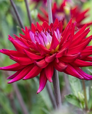 Dahlia Karma Purple Corona ®