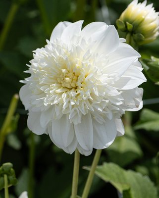 Dahlia Zahra Tubers