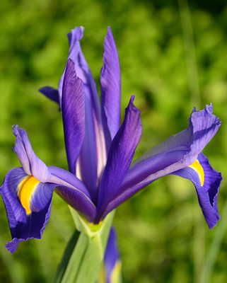 Dutch Iris Discovery Purple