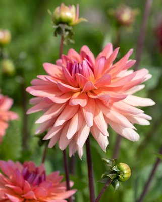 Dahlia Schneckenstein Tubers