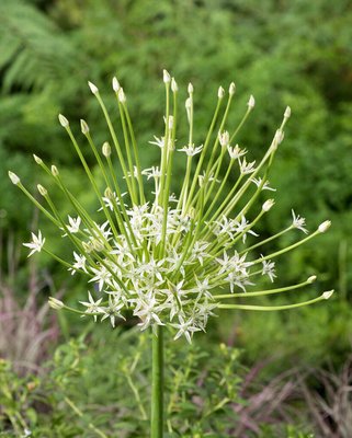 Allium Schubertii Arctic Snow Bulbs