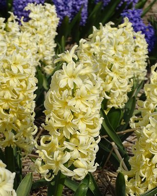 Hyacinthus Gipsy Princess