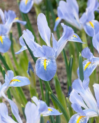 Iris Reticulata Blue Planet Bulbs