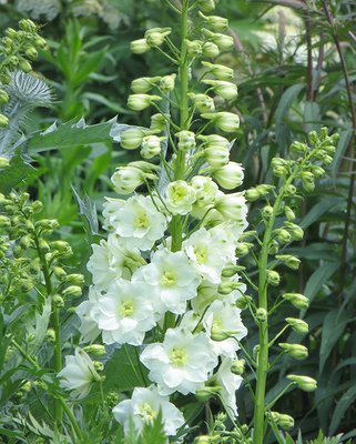 Delphinium Pure White