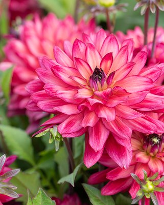 Dahlia Ocean of Love