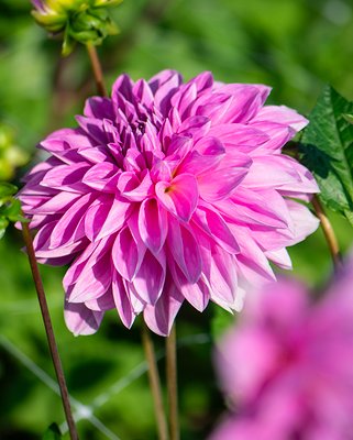 Dahlia Lavender Perfection