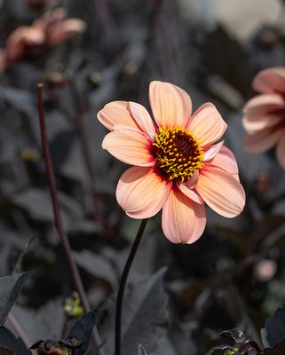 Dahlia HS Kiss ®