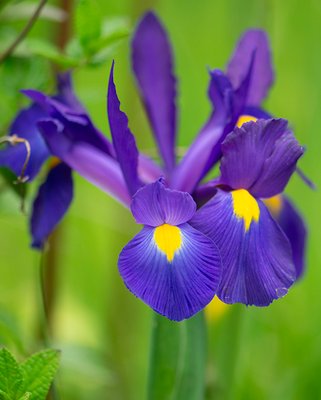 Dutch Iris Blue Magic Bulbs