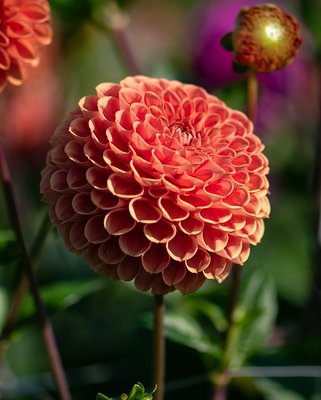 Dahlia Cornel Brons Tubers