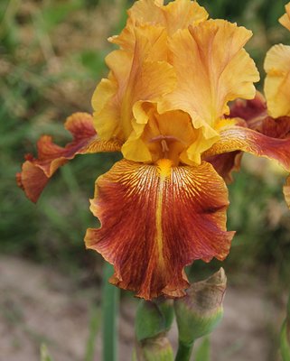 Iris germ. Carnival Time