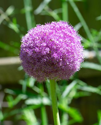 Allium Giganteum Bulbs