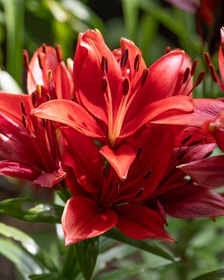 Lilium Corleone Bulbs