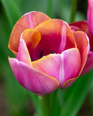 Tulip Blue Heaven Bulbs