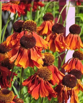 Helenium Moerheim Beauty