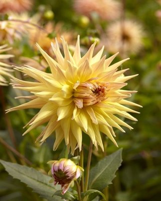Dahlia Penhill Autumn Shade Tubers