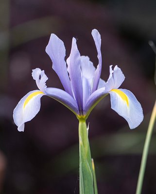 Dutch Iris King Mauve Bulbs