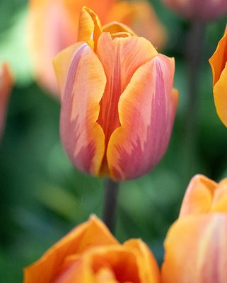 Tulip Princess Irene Bulbs