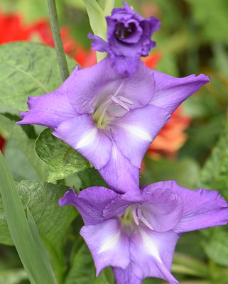 Gladiolus Mojito ®
