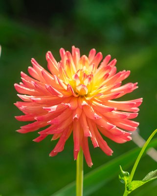 Dahlia Felida Solar Flare Tubers