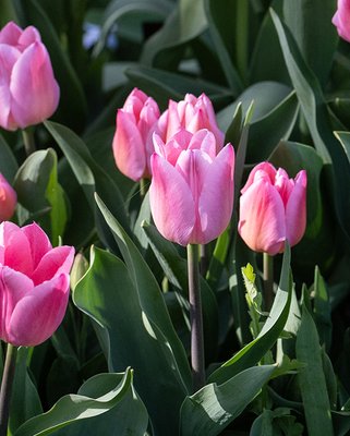 Tulip Christmas Dream Bulbs