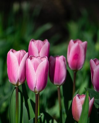 Tulip Algarve Bulbs