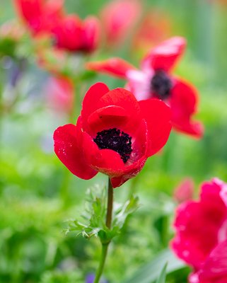 Anemone Coronaria De Caen Hollandia Bulbs