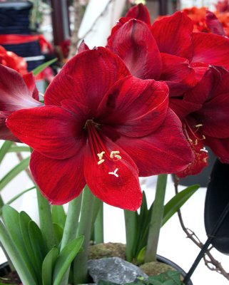 Amaryllis (Hippeastrum) Carmen Bulbs