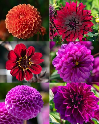 Dahlia Rhapsody Collection