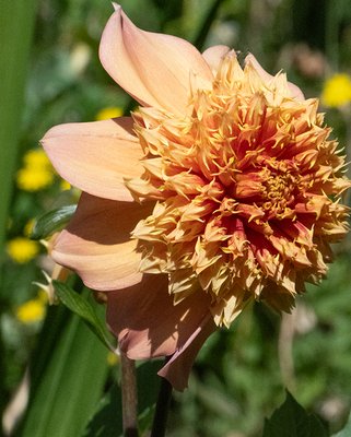 Dahlia Sandia Brocade Tubers