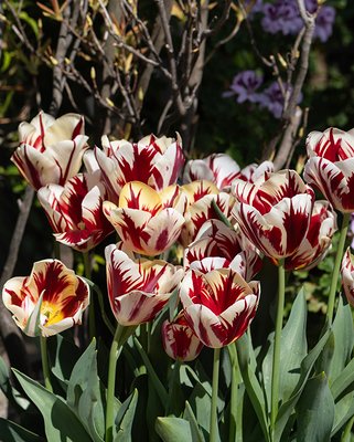 Tulip Grand Perfection Bulbs