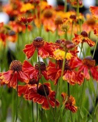 Helenium Indiansommer
