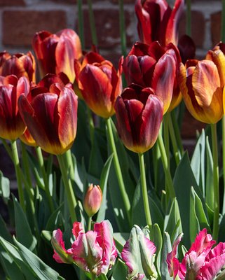 Tulip Amber Glow Bulbs