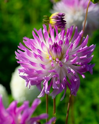 Dahlia Bold Accent Tubers