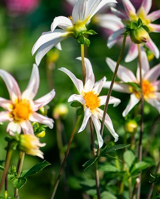 Dahlia Honka Fragile Tubers