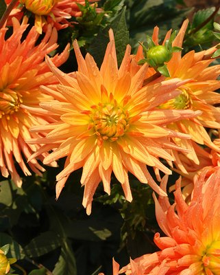 Dahlia Gold Crown