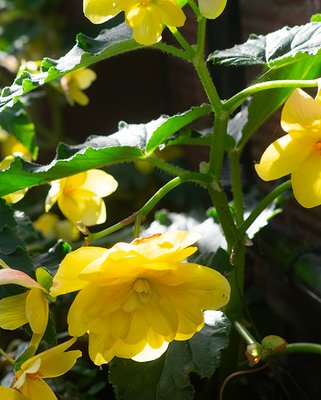 Begonia Cascade Yellow Bulbs