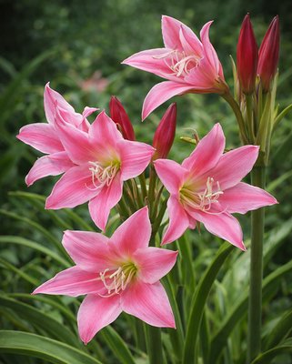 Crinum Carnival