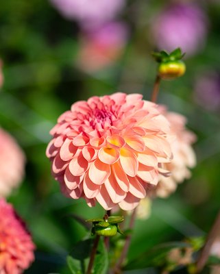 Dahlia Sebastian Tubers