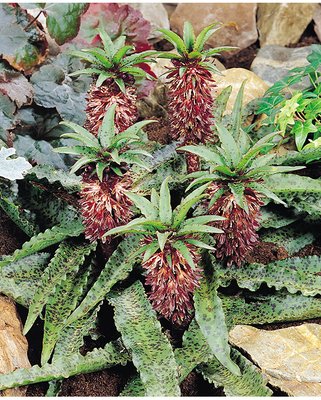 Eucomis vandermerwei Octopus
