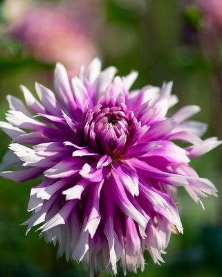 Dahlia Table Dancer Tubers