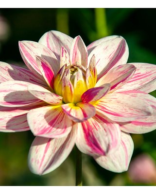 Dahlia Bonesta Tubers