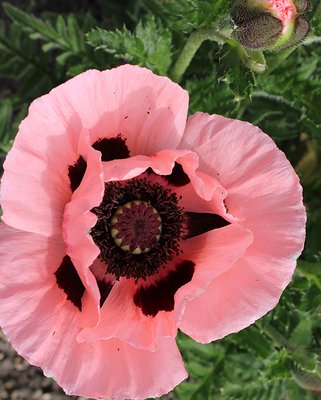 Papaver Prinzessin Victoria Louise