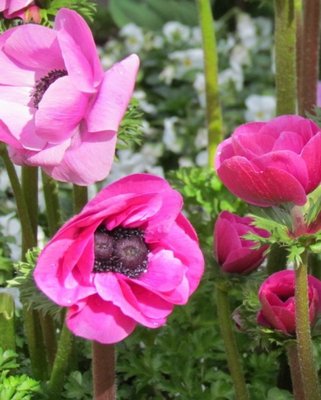 Anemone De Caen Sylphide Bulbs