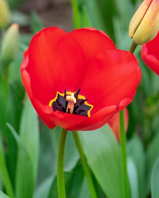 Tulip Apeldoorn Bulbs