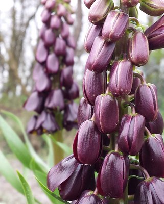 Fritillaria Purple Dynamite