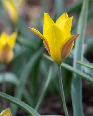Tulip Kolpakowskiana Bulbs