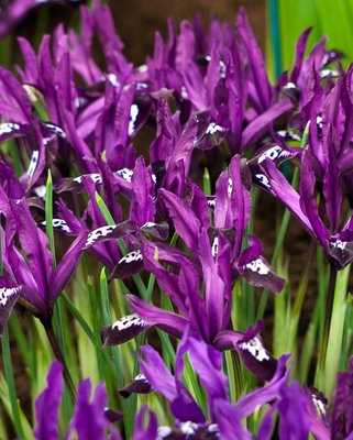 Iris Reticulata Pauline Bulbs