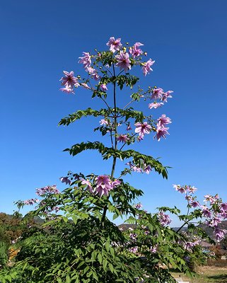 Dahlia Imperialis Tubers