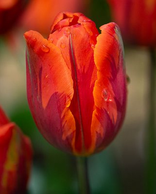 Tulip Hermitage Bulbs